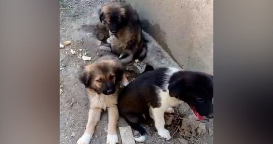 Bakıda küçə heyvanlarına qarşı növbəti zorakılıq – VİDEO