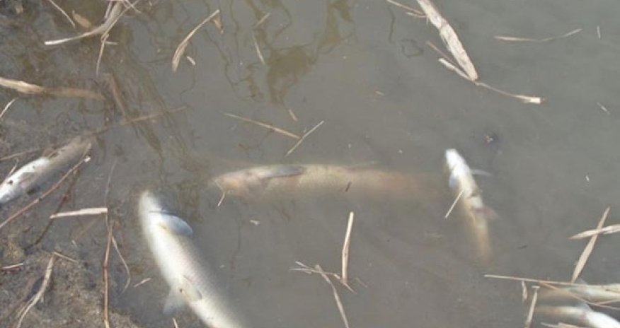 Ermənistanın Oxçuçayı çirkləndirməsi ilə bağlı beynəlxalq təşkilatlara - Müraciət edildi