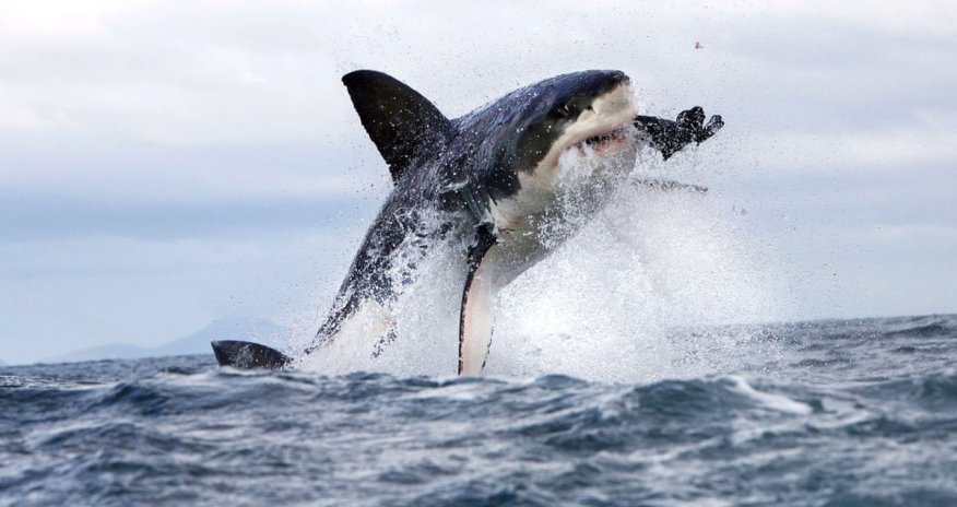 Suyun üstündən paraşütlə keçən şəxslərə köpək balığı hücum etdi - VİDEO