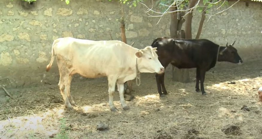 Azərbaycanda mal-qara arasında ölümcül xəstəlik yayılıb - VİDEO