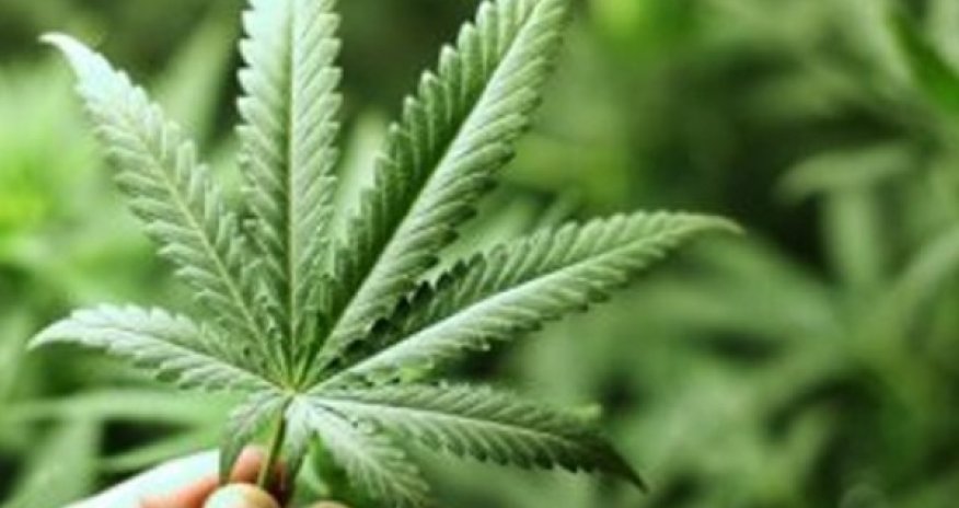 Şəmkirdə narkotik becərənlərin tutulma görüntüləri – VİDEO