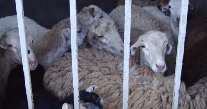 Qurbanlıq qoyunların qiyməti neçəyədir? 