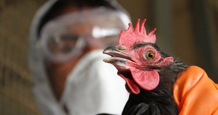 Hindistanda bu il ilk dəfə quş qripindən adam ölüb