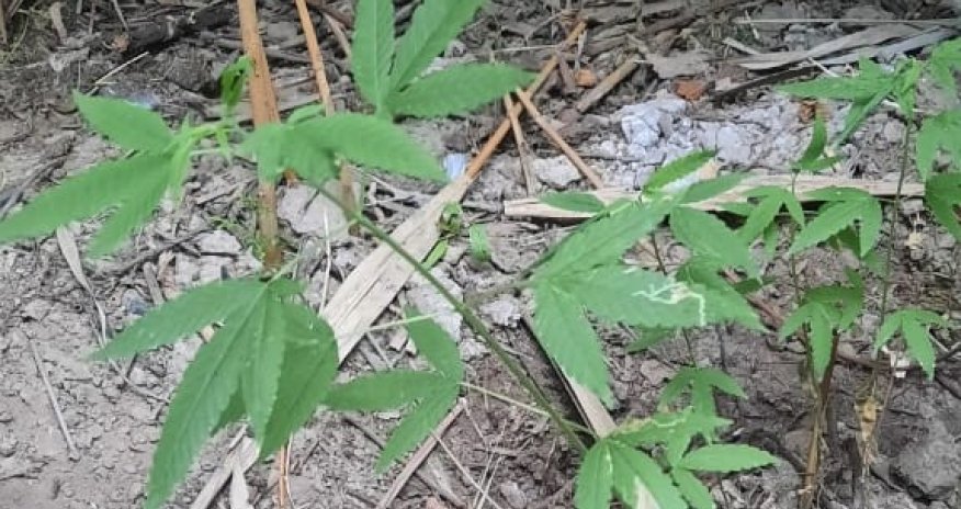 Saatlıda çətənə yetişdirən şəxs tutuldu