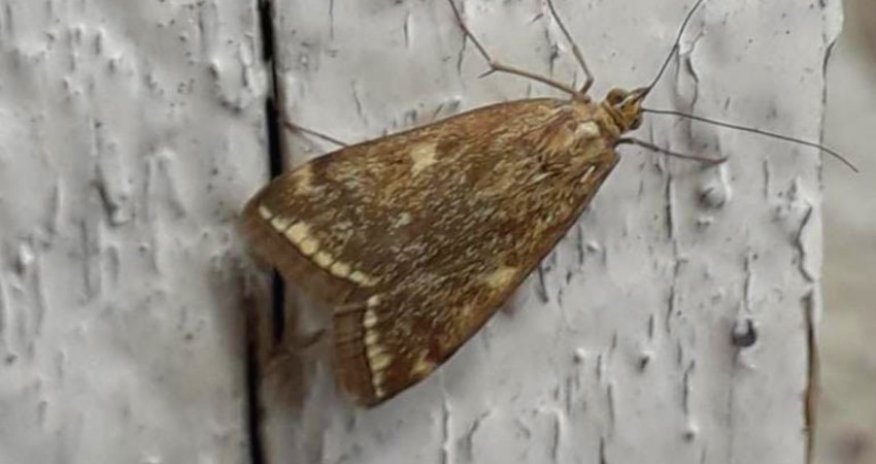 Azerbaijan Academy of Sciences comments on accumulation of butterflies in Baku, Sumgayit