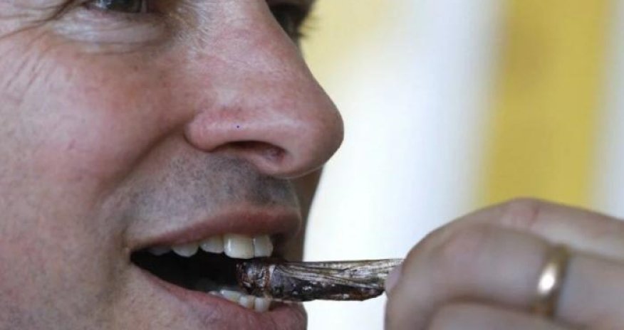 Çəyirtkədən hazırlanan konfetlər satışa çıxarılacaq