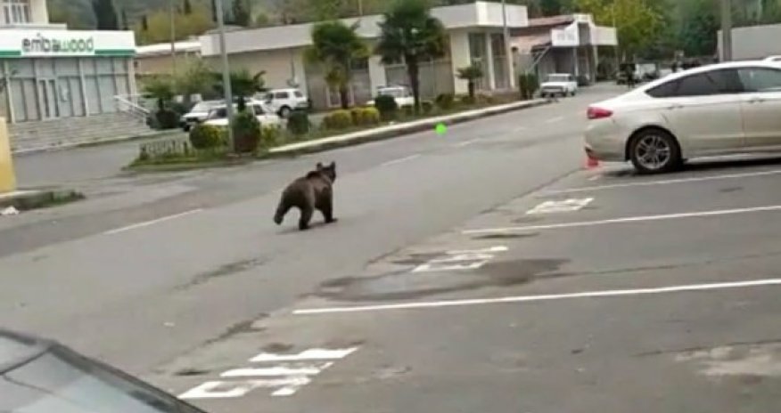 Balakənin mərkəzində ayı balası gəzintiyə çıxdı - VİDEO