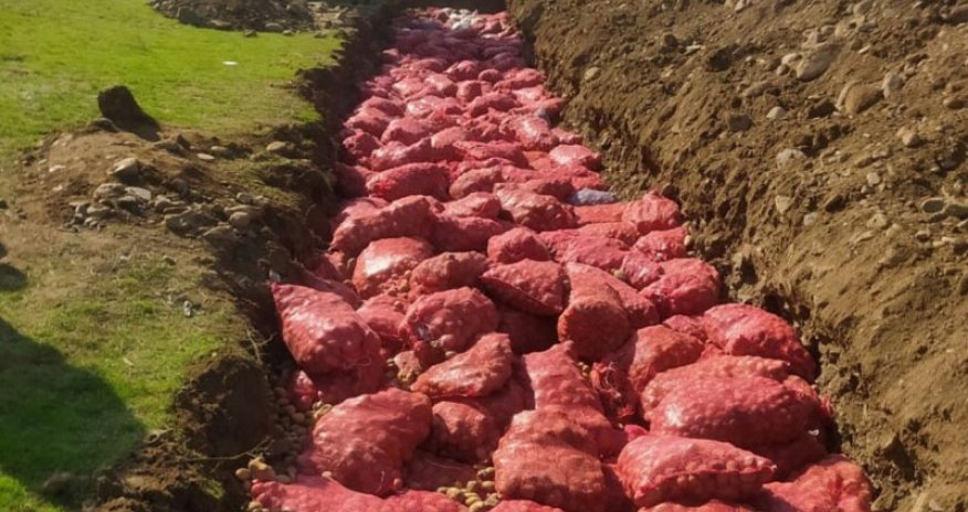 Rusiyadan gətirilən 67 ton kartof məhv edildi