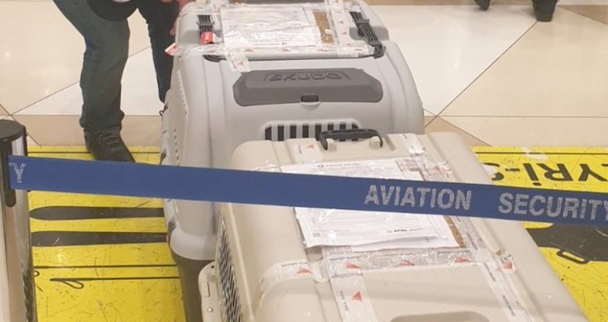 Two specially trained mine detection dogs brought to Azerbaijan