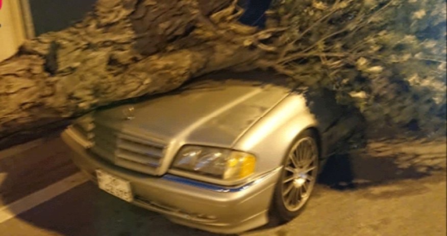 Güclü külək ağacı maşının üzərinə aşırdı - Foto