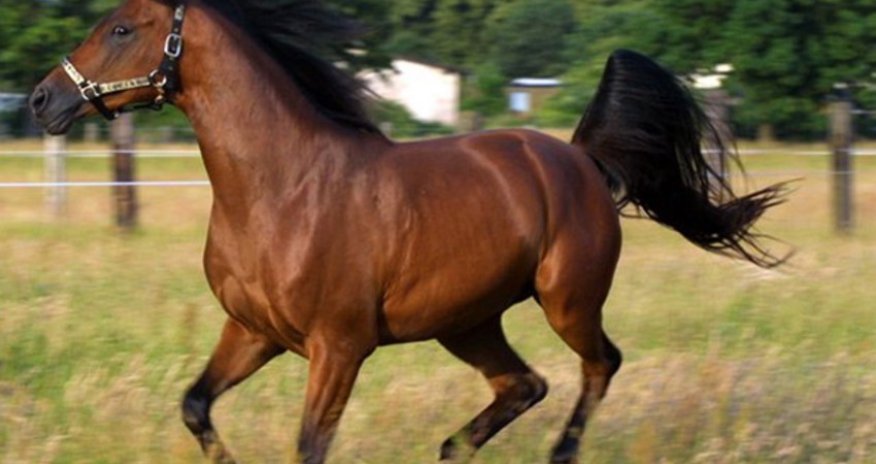 Azerbaijan to start sale of Karabakh horses