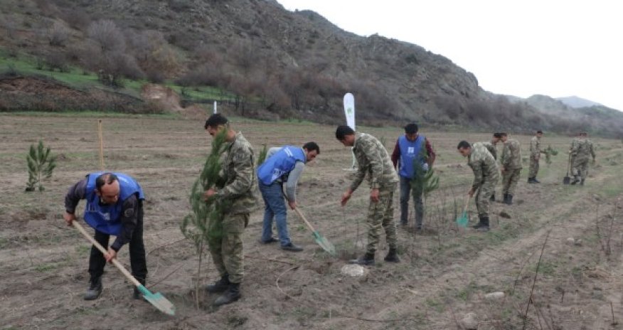 Laçında ağacəkmə aksiyası keçirildi - FOTOLAR