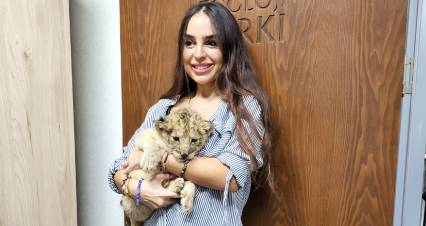 Baku Zoo welcomes baby lion cub