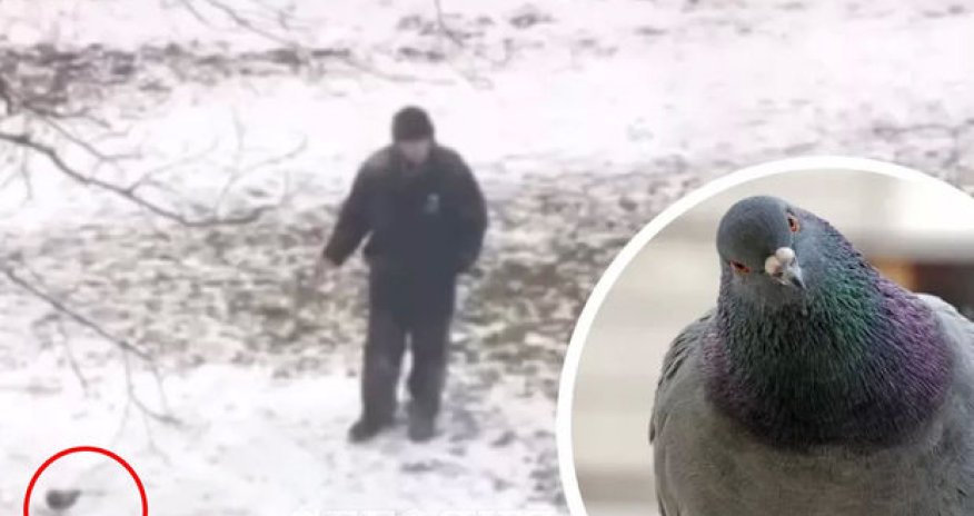 Göyərçini xalta ilə gəzintiyə çıxardı - VİDEO