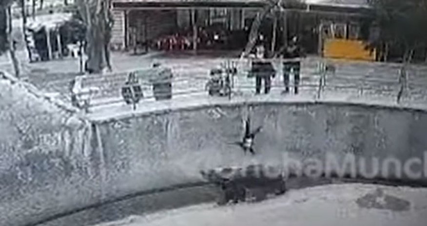 Daşkənddə ana qızını ayının qəfəsinə belə atıb - Video