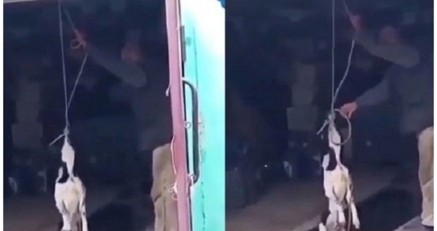 Kənd sakini iti boğaraq öldürür - DİN-dən AÇIQLAMA