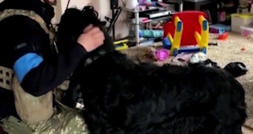 Ukraynalı əsgərdən sahibsiz itə YARDIM- VİDEO