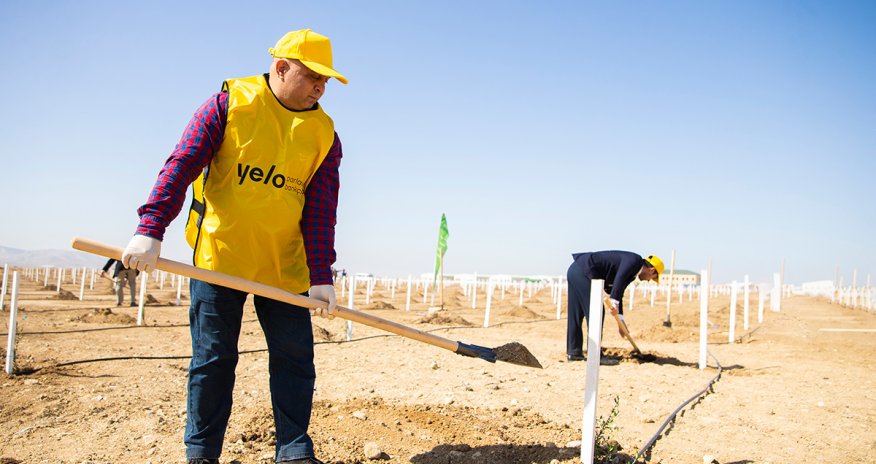 Yelo Bank принял участие в акции по посадке деревьев- FOTOLAR