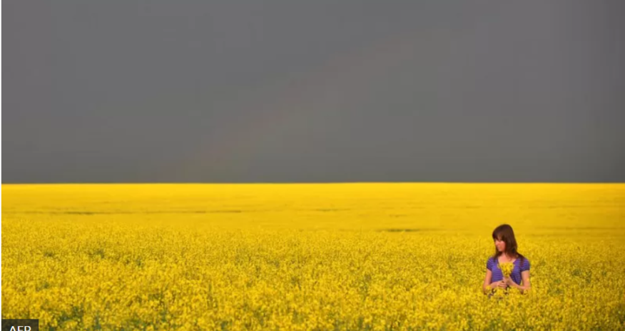 Rusiya-Ukrayna müharibəsi dünyanı aclıqla üz-üzə qoyacaqmı? -TƏHLİL