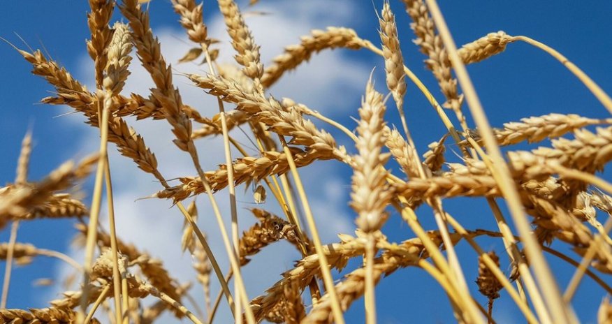 Əlcəzairin ilin sonuna kimi buğda ehtiyatı var