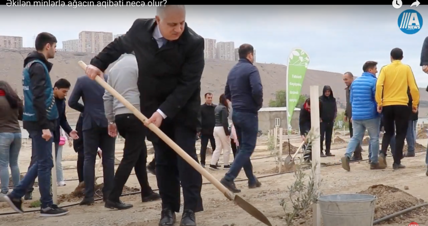 Əkilən minlərlə ağacın aqibəti necə olur? - VİDEO