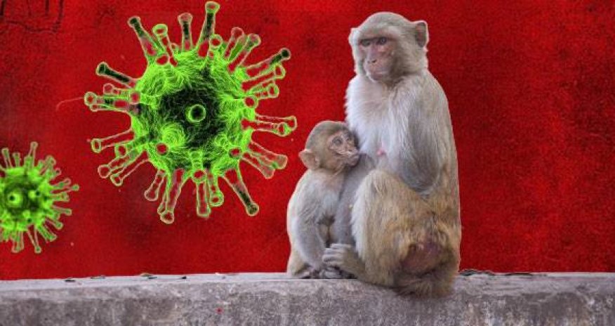 Meymunçiçəyi ilə bağlı bu ölkədə karantin müəyyən edildi