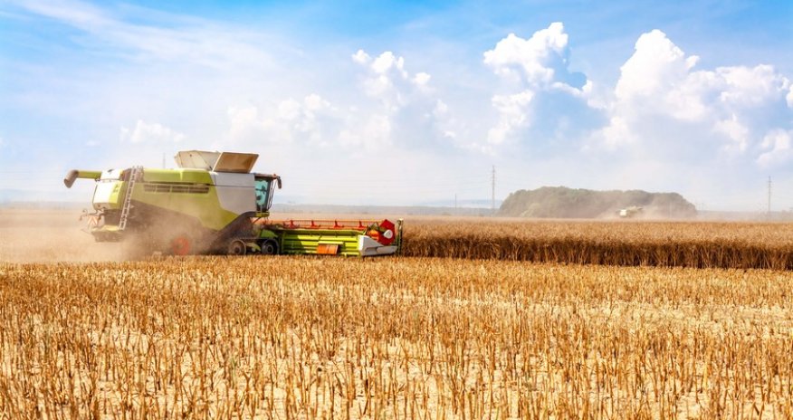 Dünyada 18 həftəlik taxıl ehtiyatı qalıb