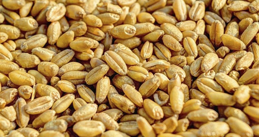 Xersondan Rusiyaya taxıl ixracına başlanıldı