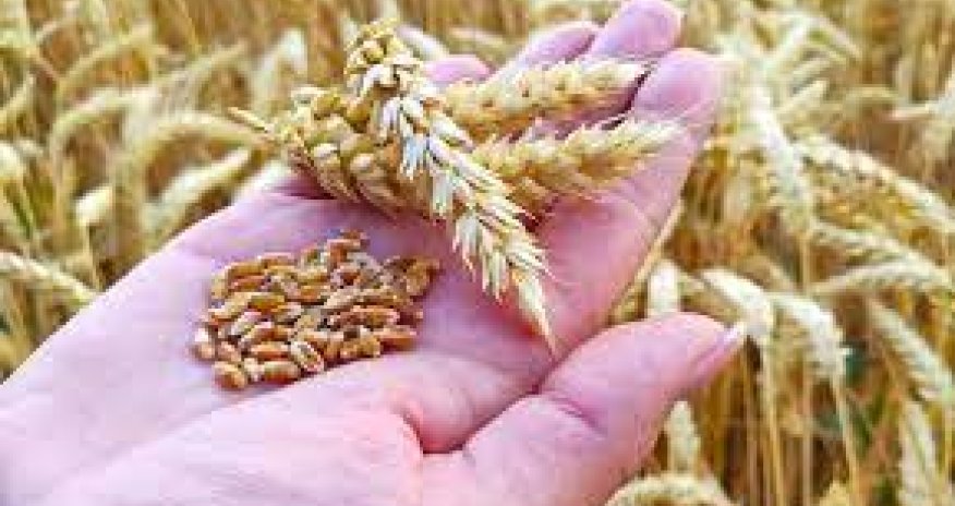 Səfir Türkiyəni oğurlanmış taxıl almaqda ittiham etdi