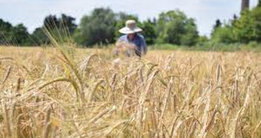 Kreml Kiyevin Ukrayna limanlarından taxıl ixracı ilə bağlı mövqeyini bildirib