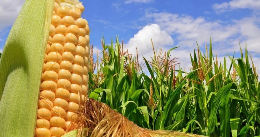 Müharibə dövründə Ukraynadan ilk ixrac