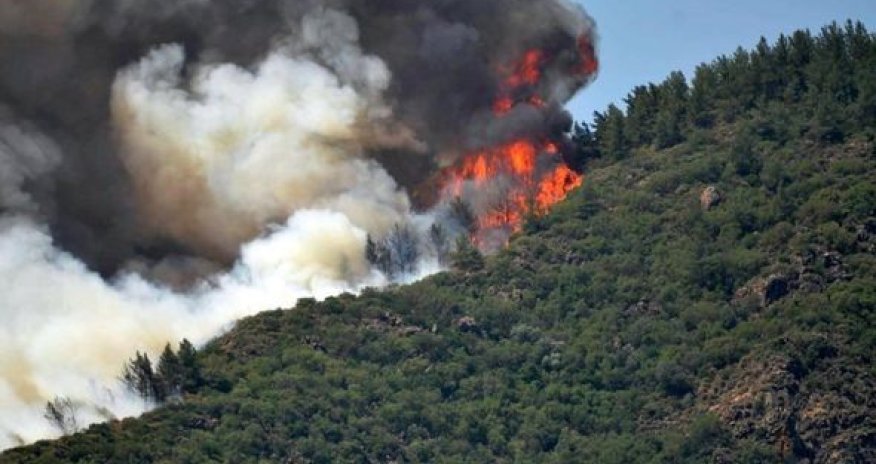 Türkiyədə şəxs ailəsinə əsəbiləşib meşəni yandırdı