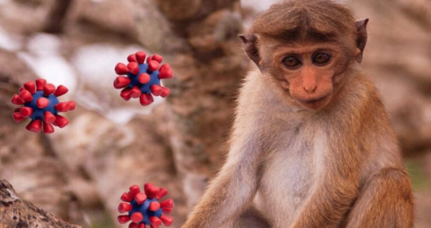 Meymunçiçəyi virusu Türkiyədə AŞKARLANDI