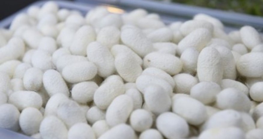 Azerbaijan starts selling cocoons to another country