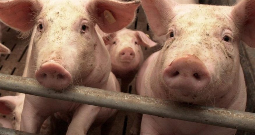 Bu ölkədə donuz taunu aşkar edilib