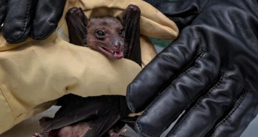 Yeni virus yayıldı - ölənlər var