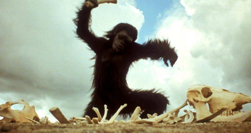 Meymunların hücumu - 58 nəfər xəstəxanalıq oldu