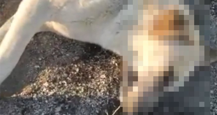 Sumqayıtda itlər kütləvi şəkildə zəhərlənib? - Fotolar