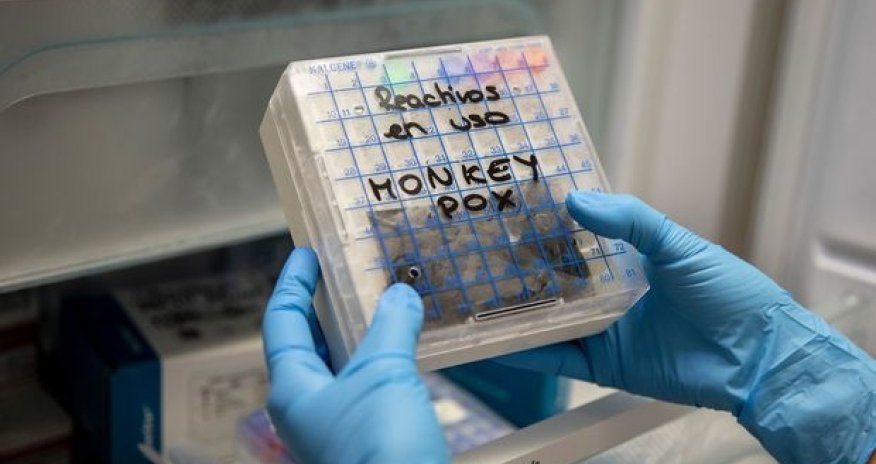 ÜST meymunçiçəyinin iki variantına yeni adlar verdi