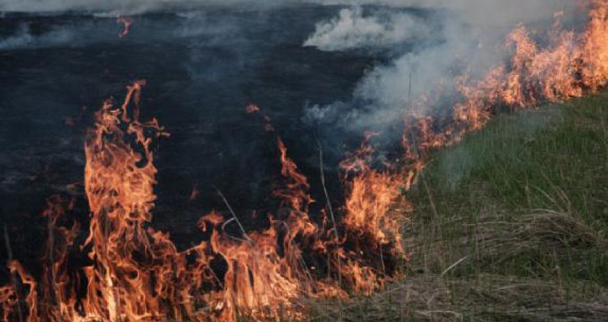 Rusiyada meşə yanğını 19 min 280 hektara yayıldı