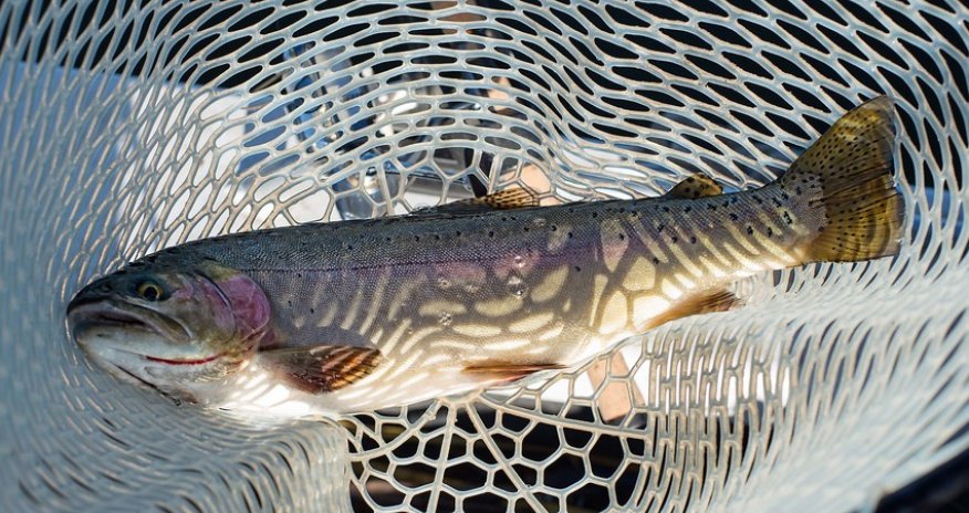 Fishing moratorium to end tomorrow