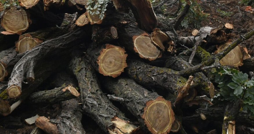 DPA: Almaniyada odun tələbatı artır