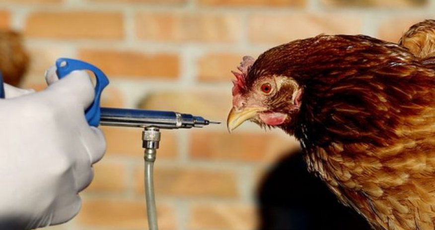 Quş qripinə görə 8600  toyuq məhv edildi