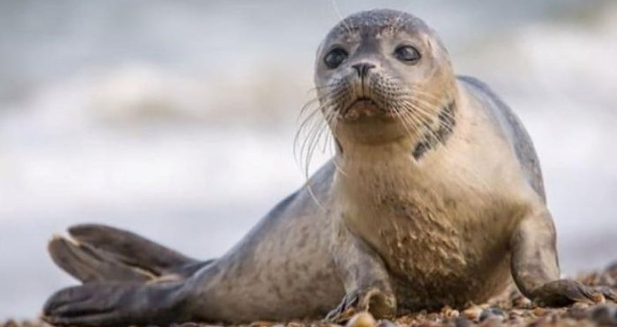 Xəzərin Azərbaycan bölməsində də suiti cəsədləri aşkarlandı