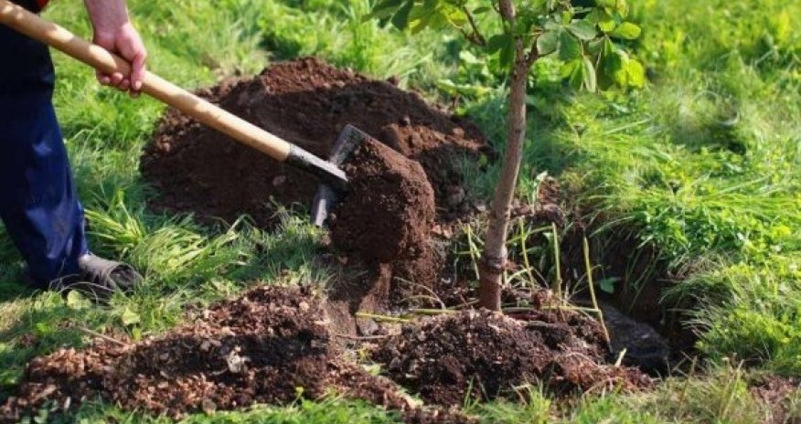 Topxana meşəsinin bərpasına başlanılıb