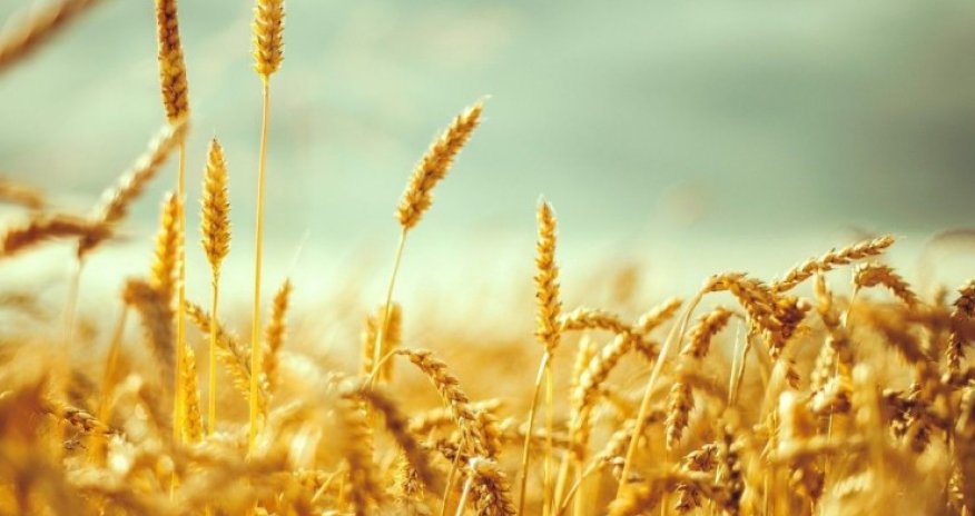 Ukraynadan ixrac edilən taxılın 5,4%-i yoxsul ölkələrə çatdırılıb - Kırışçı