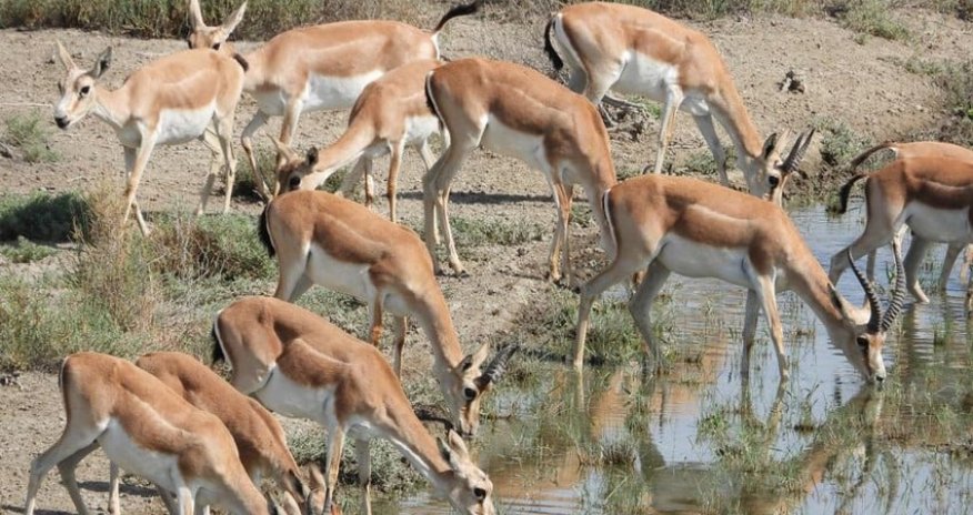 33 gazelles released into Azerbaijan's liberated territories