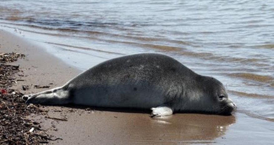 Xəzərdə suitilərin kütləvi ölüm səbəbi məlum oldu