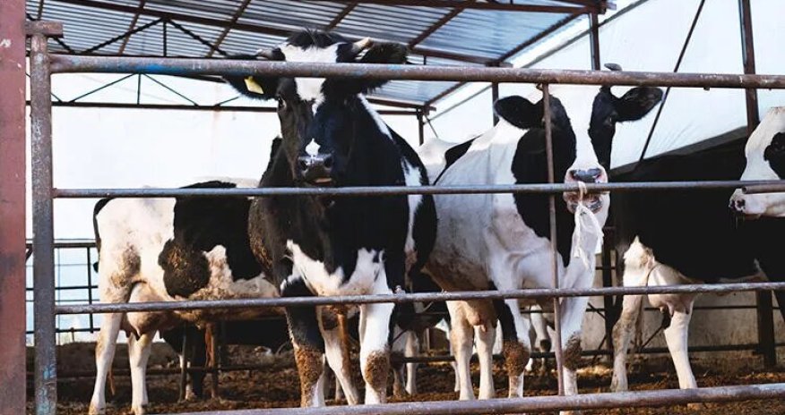 Türkiyədə dabaq virusu yayılıb