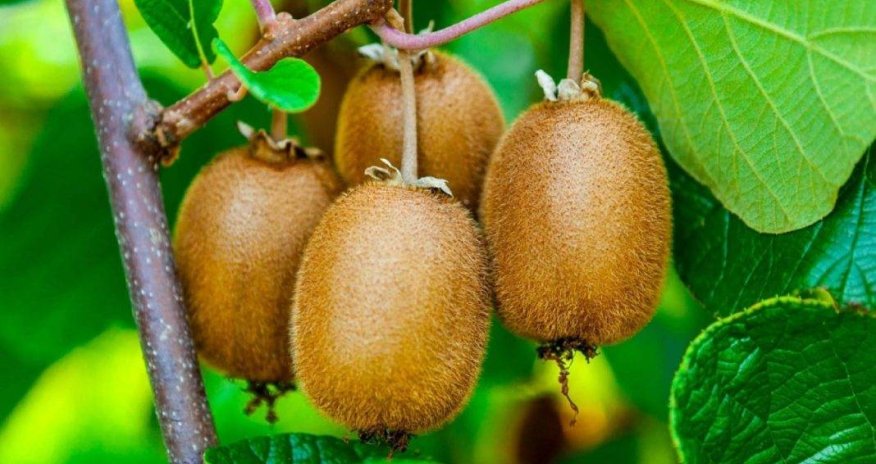 İrandan gətirilən 446 tondan artıq kividə zərərli maddə aşkarlandı